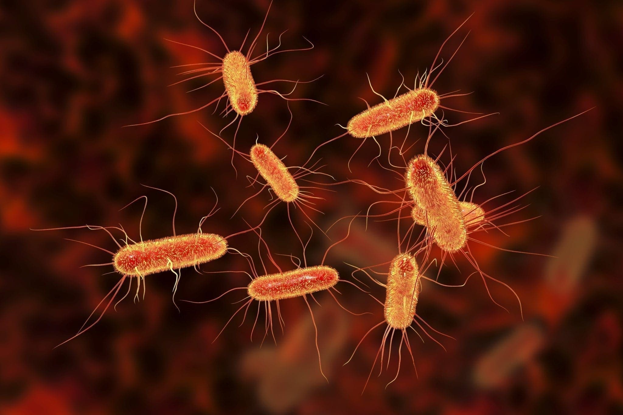 Infección por E. coli - familydoctor.org