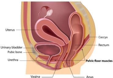 utero y vejiga caida utero y vejiga caida