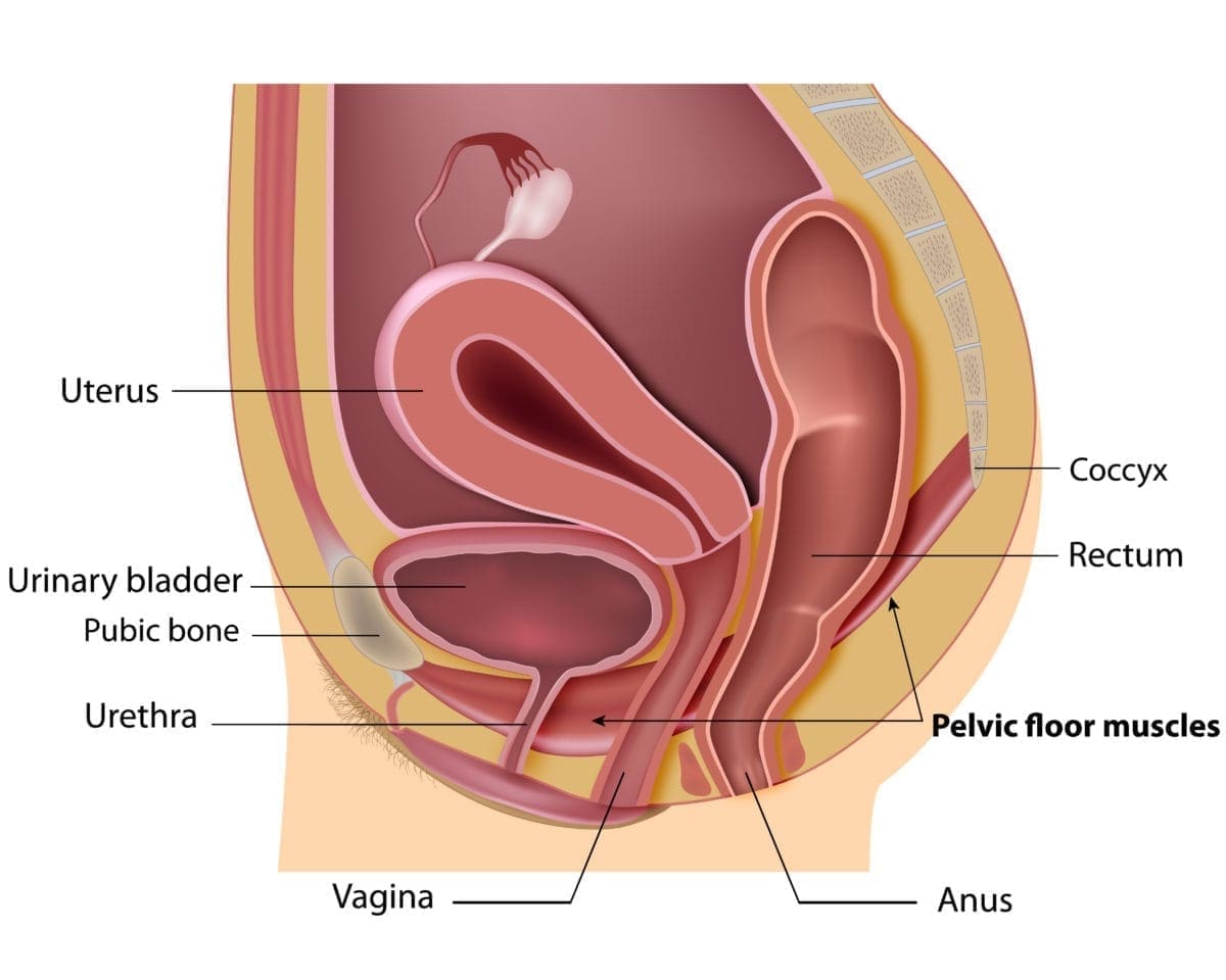 dolor pélvico y pelvilénico dolor pélvico y pelvilénico