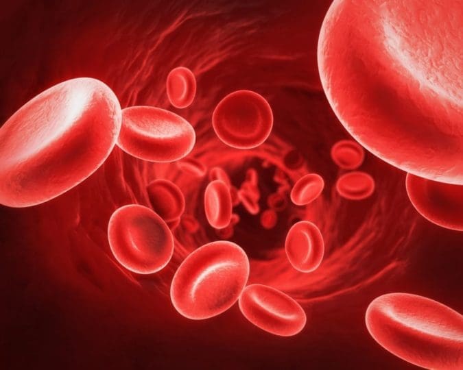 Ilustración de glóbulos rojos en el torrente sanguíneo